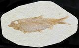 Knightia Fossil Fish - Wyoming #32941-1